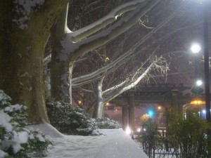 snowy trees1